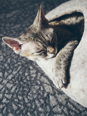 cat laying inside bed cave